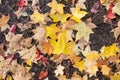 Fallen red and yellow maple leaves. Autumn background Royalty Free Stock Photo