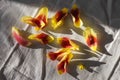 Fallen red and yellow tulip petals isolated on the white sheet of bed. Abstract flowers background with trendy light. Royalty Free Stock Photo