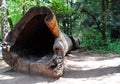 Fallen Redwood Royalty Free Stock Photo