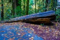 Fallen Redwood log along the path at Jedidiah Smith Redwoods State Park