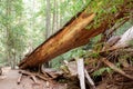 Fallen Redwood Tree Royalty Free Stock Photo