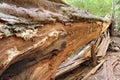 Fallen Redwood Tree Royalty Free Stock Photo