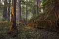 Fallen redwood tree, ancient forest Royalty Free Stock Photo