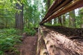Fallen Redwood tree Royalty Free Stock Photo
