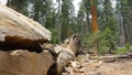 Fallen redwood tree at Trail of 100 Giants Royalty Free Stock Photo