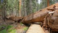 Fallen redwood tree at Trail of 100 Giants in Sequoia National Forest Royalty Free Stock Photo