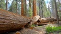 Fallen redwood tree at Trail of 100 Giants in Sequoia National Forest Royalty Free Stock Photo