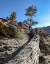 Fallen Relic Tree In Big Rocks Wilderness