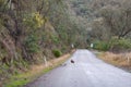 Fallen rock on the road. Traffic hazard, rock fall from hills