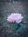 Fallen rose beside the live one Royalty Free Stock Photo