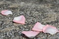 Fallen rose petals Royalty Free Stock Photo