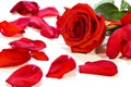 Fallen rose petals Royalty Free Stock Photo