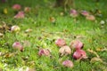 Fallen rotten apples in the grass. Royalty Free Stock Photo