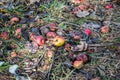 Fallen rotten apples on grass in the garden Royalty Free Stock Photo