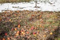 Fallen rotten apples on grass in the garden Royalty Free Stock Photo