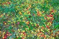 Fallen rotten apples on grass in the garden