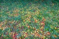 Fallen rotten apples on grass in the garden