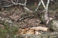 Fallen rotten birch tree Royalty Free Stock Photo