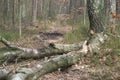 Fallen rotten birch tree