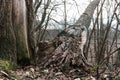 Fallen rotten brown old tree in forest ecosystem