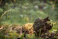 A fallen rotten tree in the forest. Summer trees and foliage Royalty Free Stock Photo