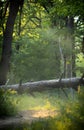 A fallen rotten tree in the forest. Summer trees and foliage Royalty Free Stock Photo