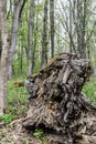 Fallen rotten trunk of a massive tree Royalty Free Stock Photo