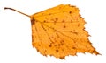 fallen rotten yellow leaf of birch tree isolated