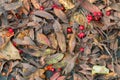 Fallen rowan berries and leafs on rock in autumn Royalty Free Stock Photo