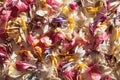 Fallen scattered colored flower petals background close up, delicate pink, yellow, white, purple flowers petals backdrop macro Royalty Free Stock Photo