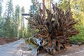Giant root of a fallen sequoia tree laid by the roadside Royalty Free Stock Photo