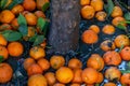 Fallen Seville oranges around a muddy tree trunk Royalty Free Stock Photo