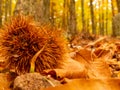 Fallen shelled chestnut on forest floor during autumn