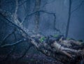 A Fallen Silver Birch in a foogy forest