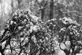 Fallen snow on the branches Royalty Free Stock Photo