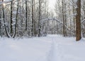 The fallen snow has bent branches of trees Royalty Free Stock Photo