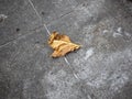 Fallen Solitude. A lone, withered leaf rests on the cold pavement. Royalty Free Stock Photo
