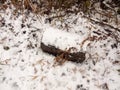 fallen split tree trunk bark covered in snow outside near lake c Royalty Free Stock Photo