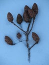 Spruce cones in snow