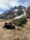 Fallen spruce in Trient, Switzerland Royalty Free Stock Photo