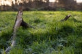 A fallen stick lying in a grassy field in the autumn