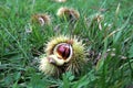 Fallen sweet chestnut fruiting bodies