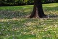 Fallen tabebuia tree flowers on the ground in the park Royalty Free Stock Photo