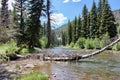 Fallen tree near a mountain stream