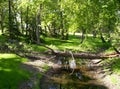 Fallen Tree