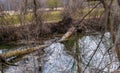 Fallen tree across stream in forest Royalty Free Stock Photo