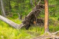 A fallen tree in the Altaian marshes Royalty Free Stock Photo