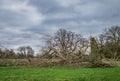 Fallen tree as a result of storm damage.