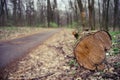 Fallen tree aside the forest road. Logging in the pine forest Royalty Free Stock Photo