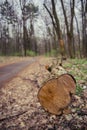 Fallen tree aside the forest road. Logging in the pine forest Royalty Free Stock Photo